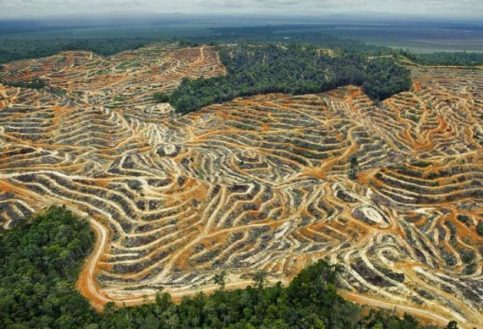 вырубка лесов Амазонии